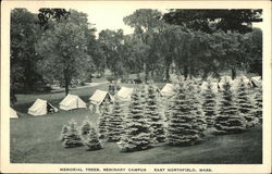 Memorial Trees, Seminary Campus East Northfield, MA Postcard Postcard Postcard