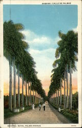 Royal Palms Avenue Postcard