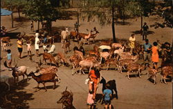 Lower Feeding Ground Catskill, NY Postcard Postcard Postcard