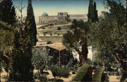 Garden of Gethsemane Jerusalem, Israel Middle East Postcard Postcard