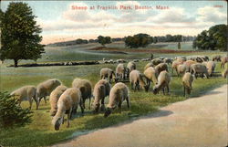 Sheep at Franklin Park Boston, MA Postcard Postcard Postcard