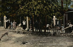 Deer at Paxtang Park Harrisburg, PA Postcard Postcard Postcard