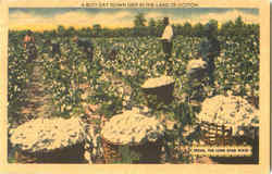 A Busy Day Down Deep In The Land Of Cotton Farming Postcard Postcard