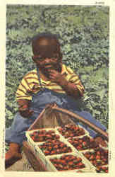 Black Child Eating Strawberries Postcard