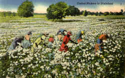 Cotton Pickers In Dixieland Postcard