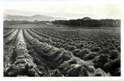 Artichoke Fields Postcard