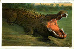 A Florida Man-Eater Alligators Postcard Postcard