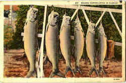 Record Tarpon Catch In Florida Fishing Postcard Postcard