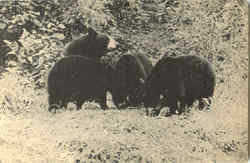 Mother Bear And Three Cubs Postcard