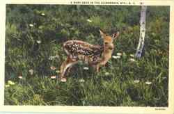 A Baby Deer In The Adirondack Mts Postcard