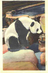 Panda Bear Bears Postcard Postcard