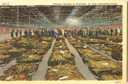 Tobacco Auction In Kentucky Farming Postcard Postcard