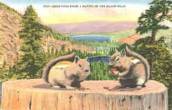 Greetings From A Native Of The Black Hills Postcard Postcard