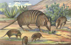 A Group Of Armadillos Postcard Postcard