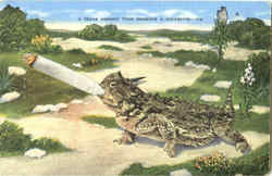 A Texas Horned Toad Smoking A Cigarette Postcard