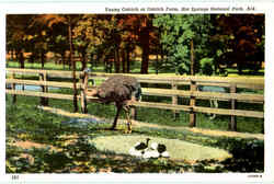 Young Ostrich At Ostrich Farm Postcard