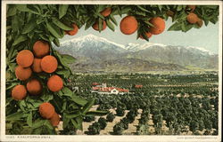 A California Vista - Orange Grove Postcard