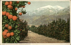 A California Anomaly, Snow and Oranges Postcard