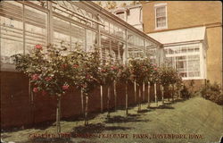 Grafted Tree Roses, Fejeuary Park Davenport, IA Postcard Postcard Postcard