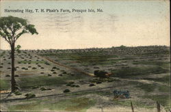 Harvesting Hay, T. H. Phair's Farm Postcard