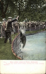 Sea Lions, Lincoln Park Chicago, IL Postcard Postcard Postcard