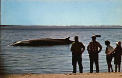 A Finback Whale Aground Postcard Postcard Postcard