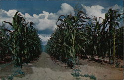 The Corn Grows Tall Postcard