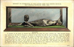 Merman on Exhibition at the Gator Farm and Marine Museum Postcard