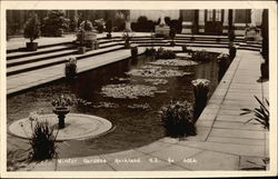 Winter Gardens Aukland, New Zealand Postcard Postcard Postcard