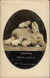 "Contented Easter Greetings" Postcard