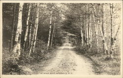 Thru the Birch Road, Intervale N. H. New Hampshire Postcard Postcard Postcard