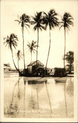 Palms and Rice Field Postcard