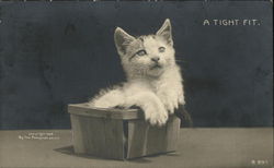 Cat in Berry Box Cats Postcard Postcard Postcard