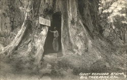 Giant Redwood Stump, Big Tree Park Postcard