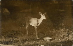 Deer Eating From Dish, Bisby Lodge Webb, NY Postcard Postcard Postcard