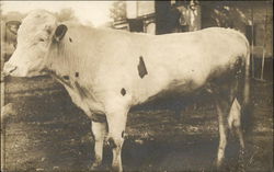 White Cow Postcard