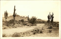 Cacti in the Desert Cactus & Desert Plants Postcard Postcard Postcard