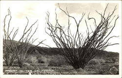 Desert Center California Cactus & Desert Plants Postcard Postcard Postcard