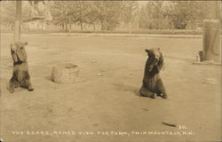 The Bears at Range View Fur Farm, Twin Mountain, New Hampshire Postcard