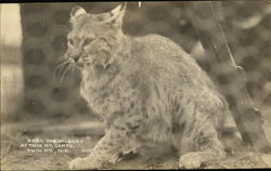 Bozo the Cat at Twin Mountain Camps, Twin Mountain, N.H. Cats Postcard Postcard Postcard