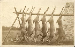 Six Deer Hung on Rack Postcard