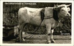 Transportation-In Tennessee Cows & Cattle Postcard Postcard Postcard