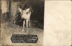 This deer was captured and rescued Rockville, PA Postcard Postcard Postcard