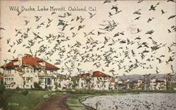 Wild Ducks, Lake Merritt Oakland, CA Postcard Postcard Postcard