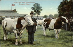 Prize Cattle at the Brockton Fair Massachusetts Postcard Postcard Postcard