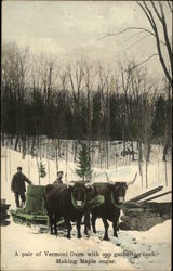 Making Maple Sugar - A Pair of Vermont Oxen with Sap Gathering Tank. Postcard Postcard Postcard