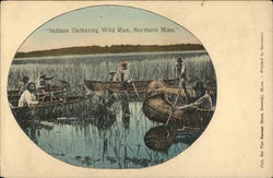 "Indians Gathering Wild Rice, Northern Minn." Native Americana Postcard Postcard Postcard