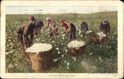 Cotton Picking Time Postcard