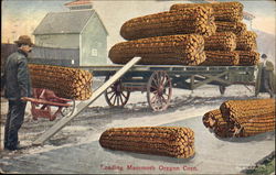 Loading Mammoth Oregon Corn Postcard