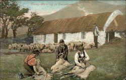 Sheep Shearing in Connemara Irish Postcard Postcard Postcard